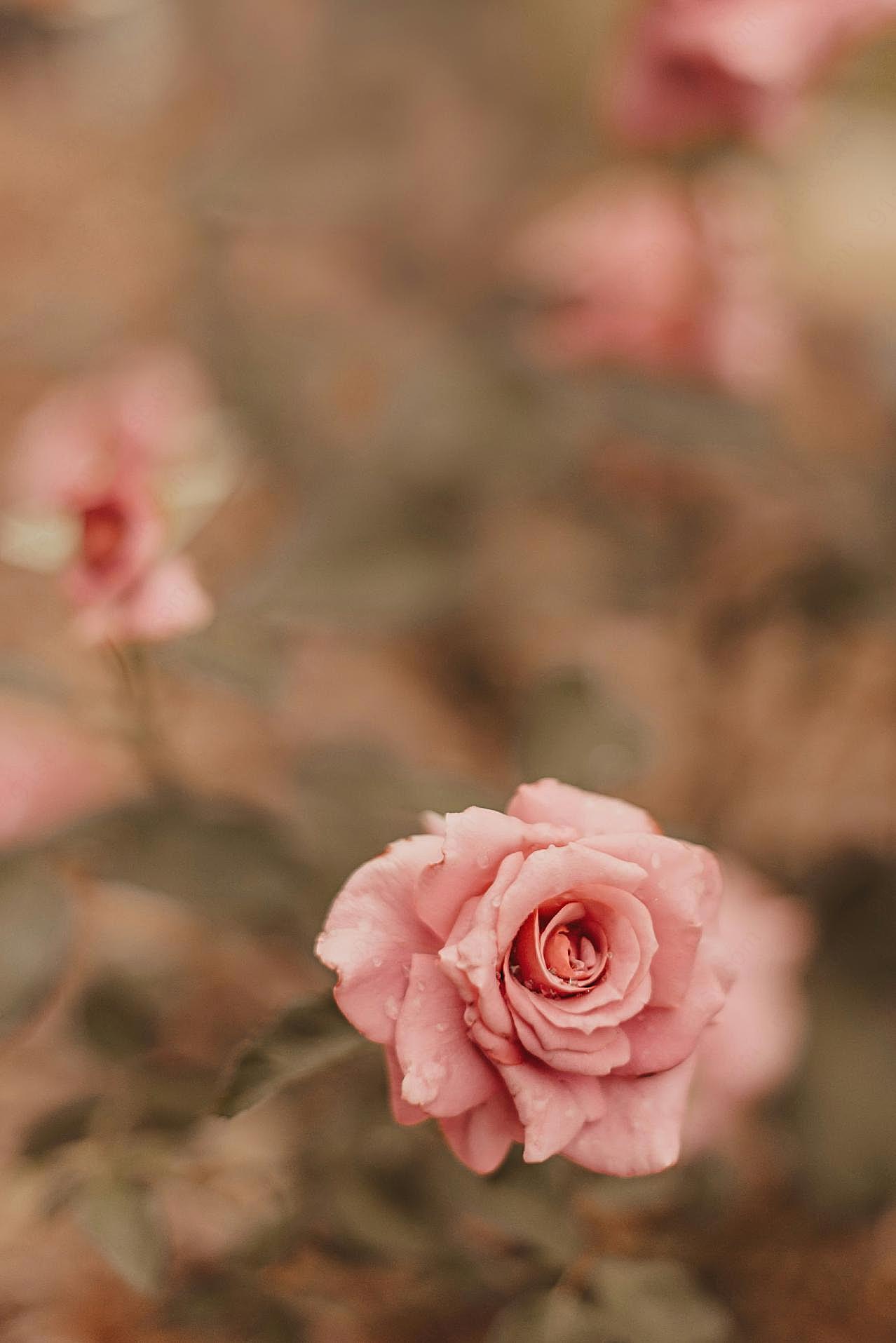 唯美露水玫瑰图片高清摄影