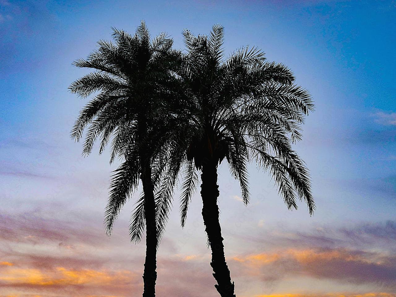 落日余晖棕榈树图片风景