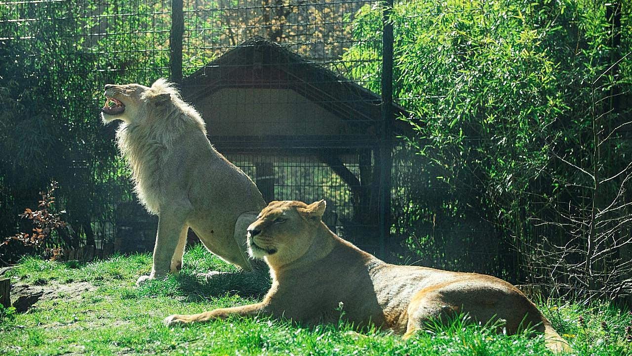 动物园观赏狮子图片高清摄影