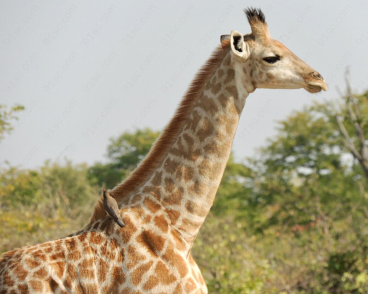纳米比亚长颈鹿图片高清