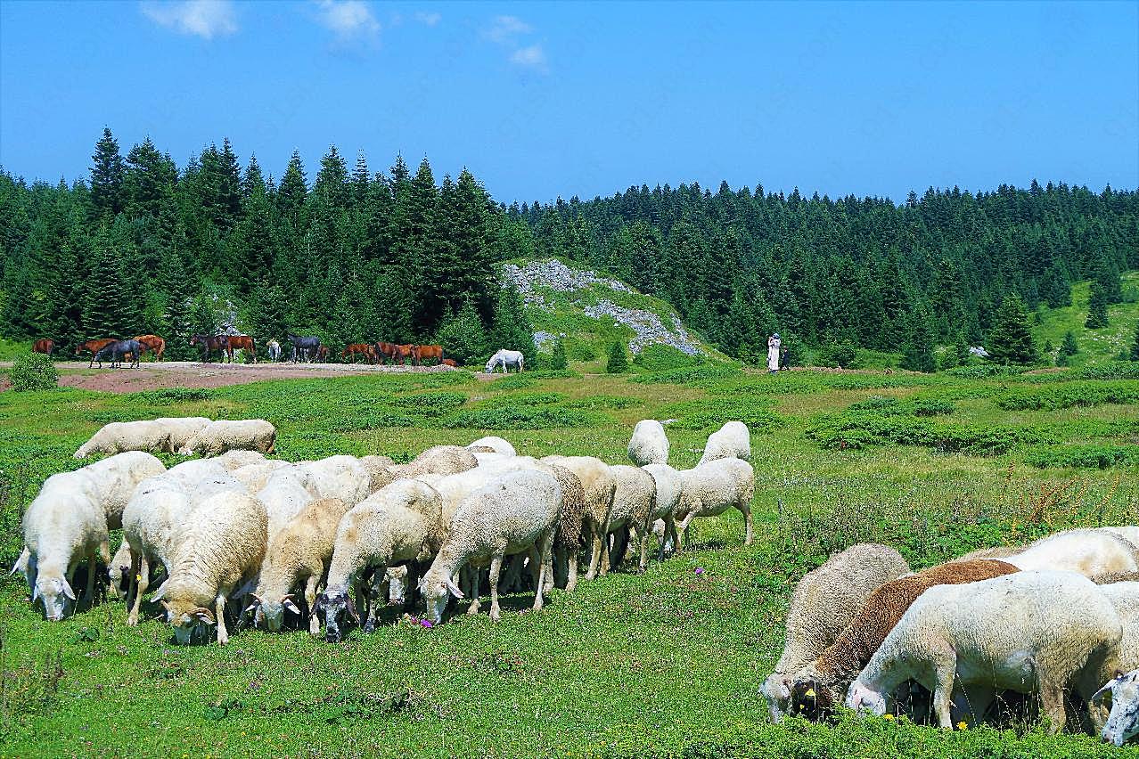 山地放牧羊群图片高清摄影
