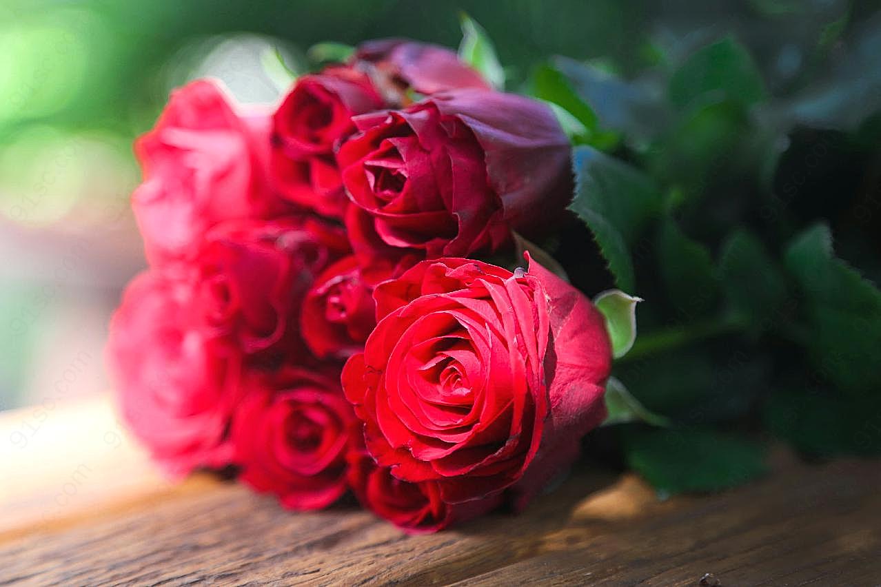 美丽的图片玫瑰花