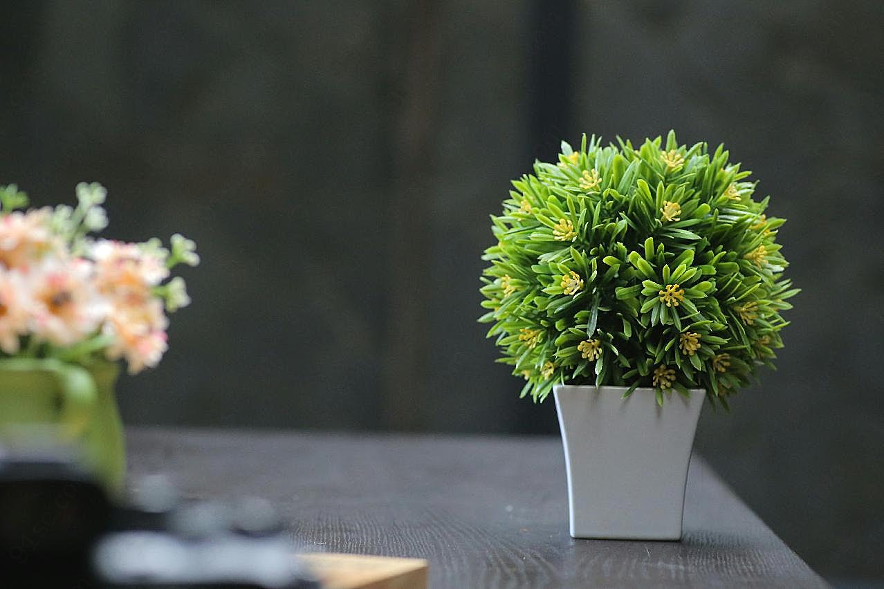 桌面小盆栽植物图片摄影