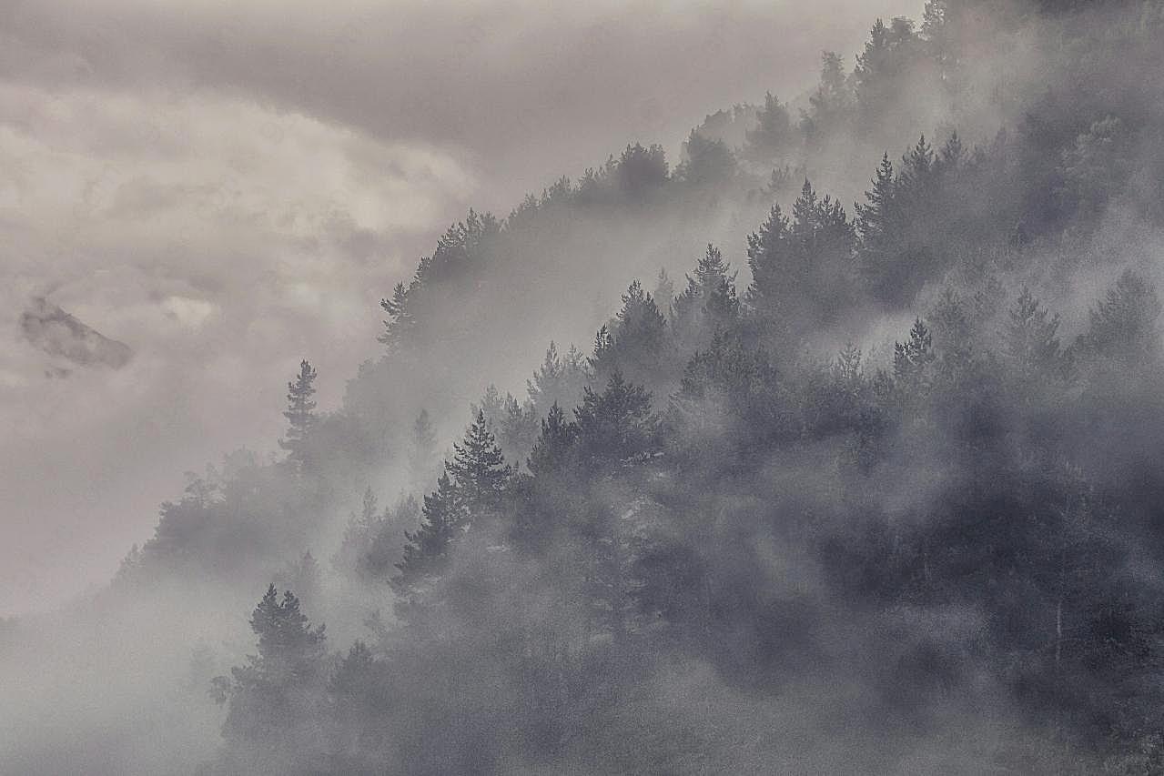 雾气森林自然风景高清摄影