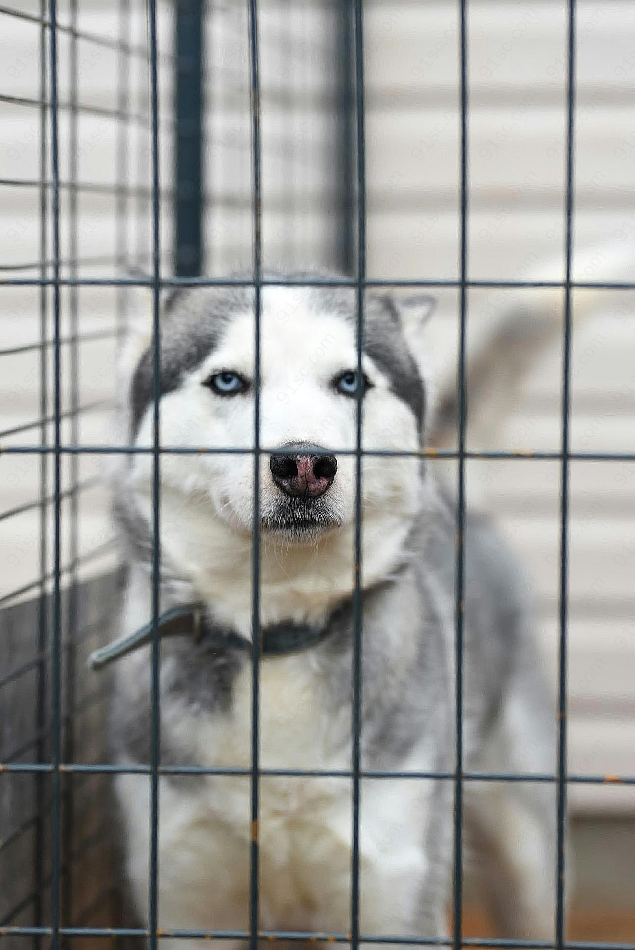 笼中的西伯利亚雪橇犬图片狗