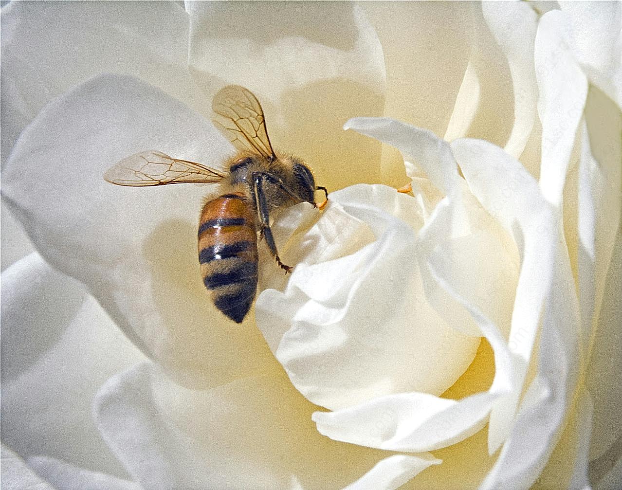 玫瑰花上的蜜蜂图片昆虫