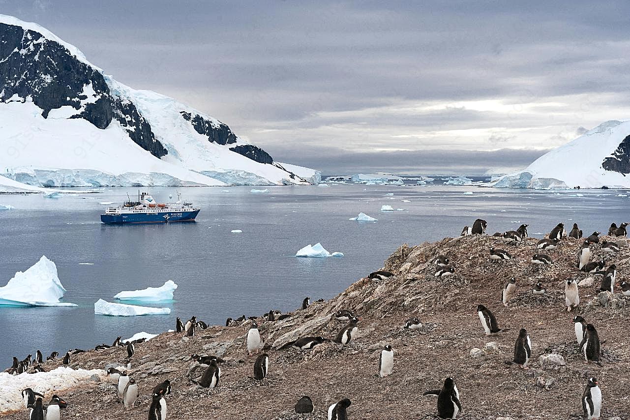 可爱南极小企鹅图片动物图片
