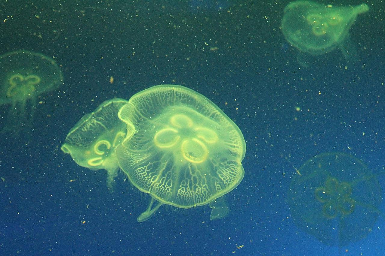荧光水母的图片海洋生物
