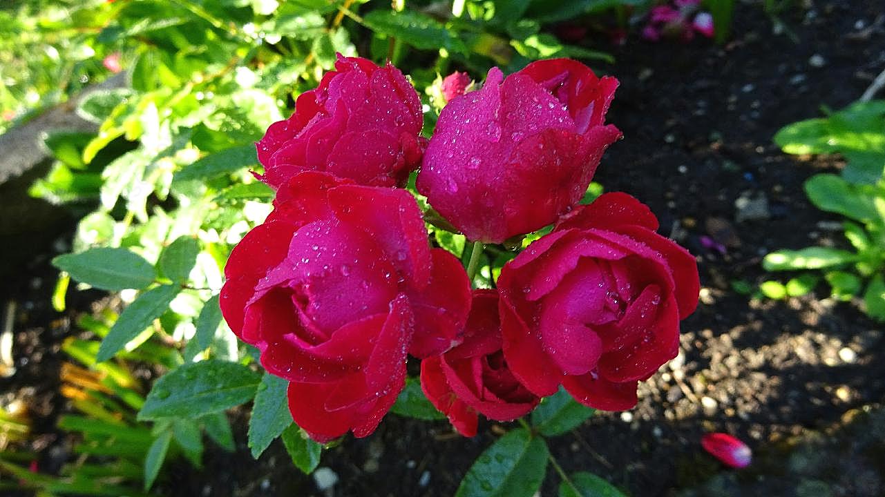 雨后红玫瑰图片摄影