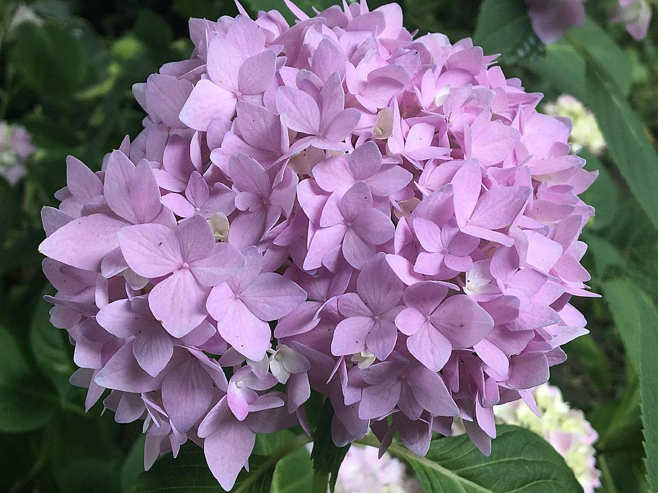 淡八仙花高清图片摄影