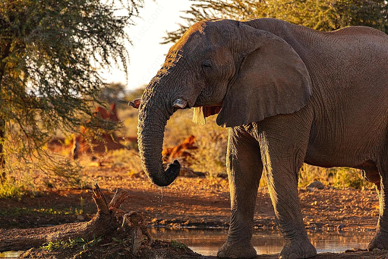 亚洲大象高清图片摄影
