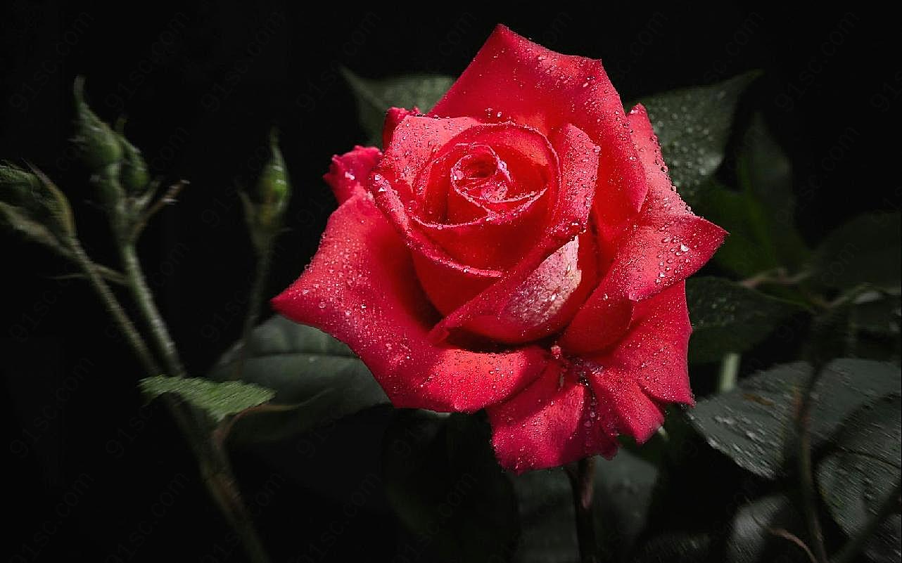 精美图片玫瑰花