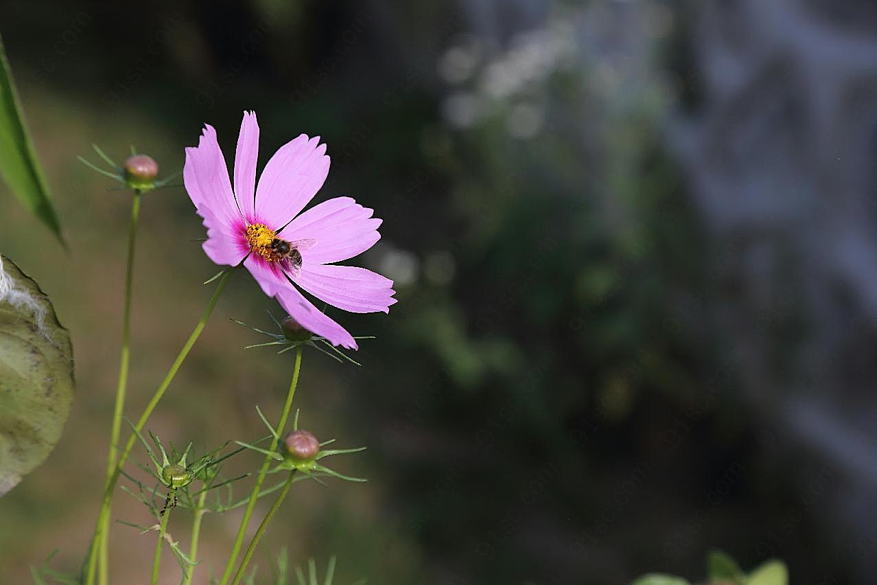 波斯菊图片菊花