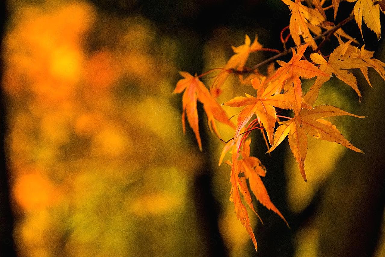 秋季唯美壁纸图片自然风景