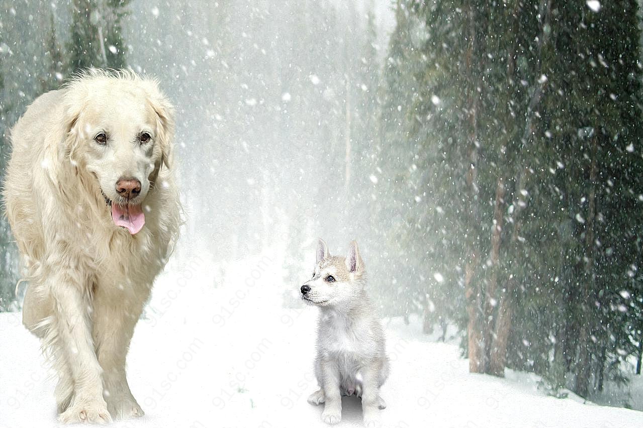 雪地里的小图片狗