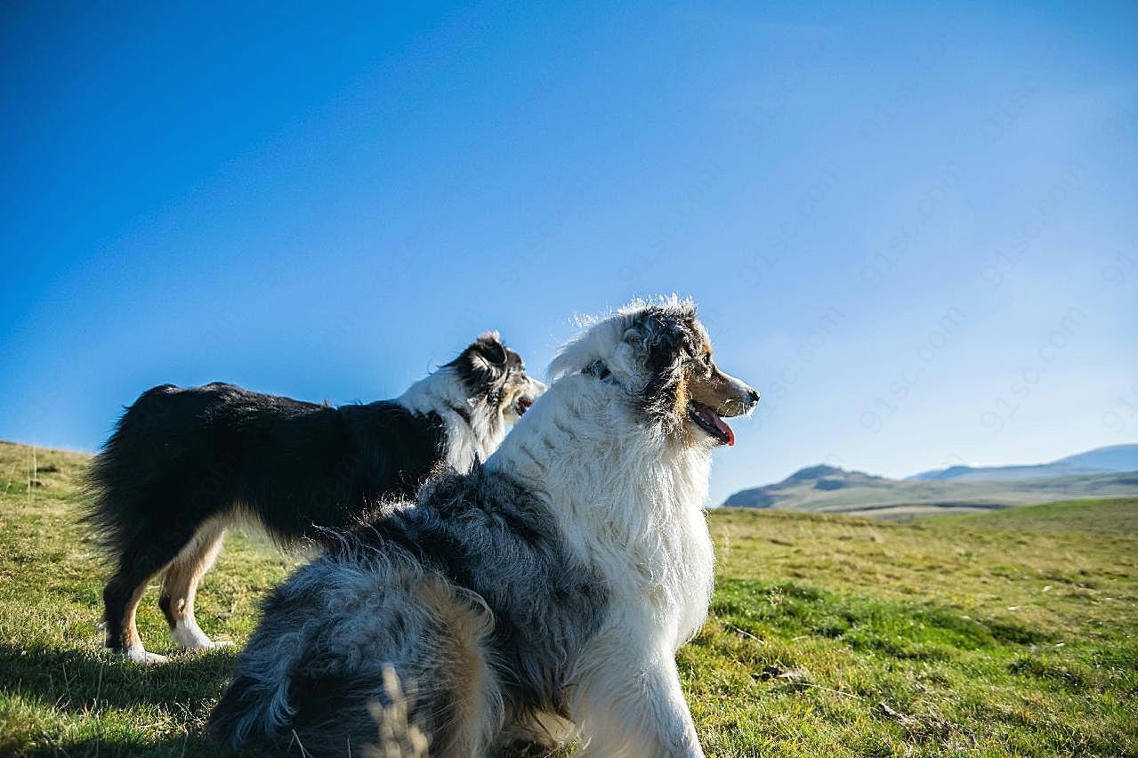 高清澳大利亚牧羊犬图片摄影