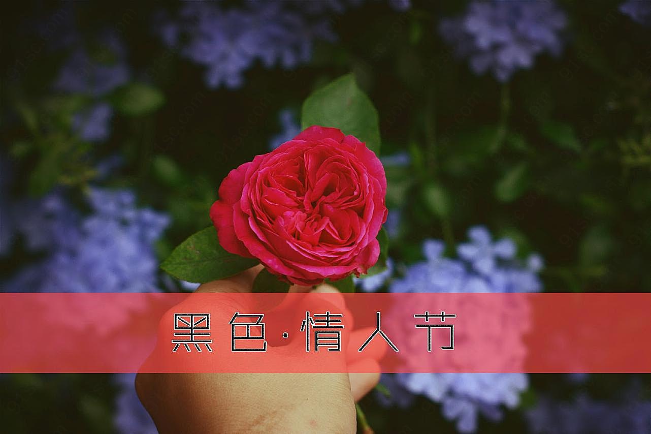情人节图片摄影