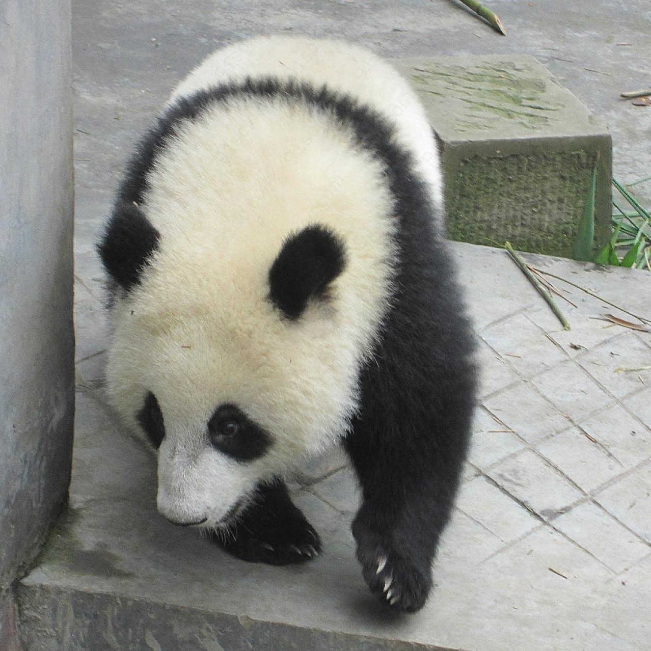 可爱熊猫高清图片摄影