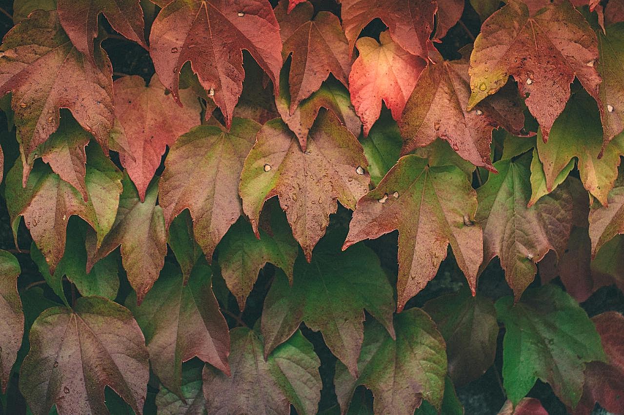 秋天藤蔓红叶图片树叶