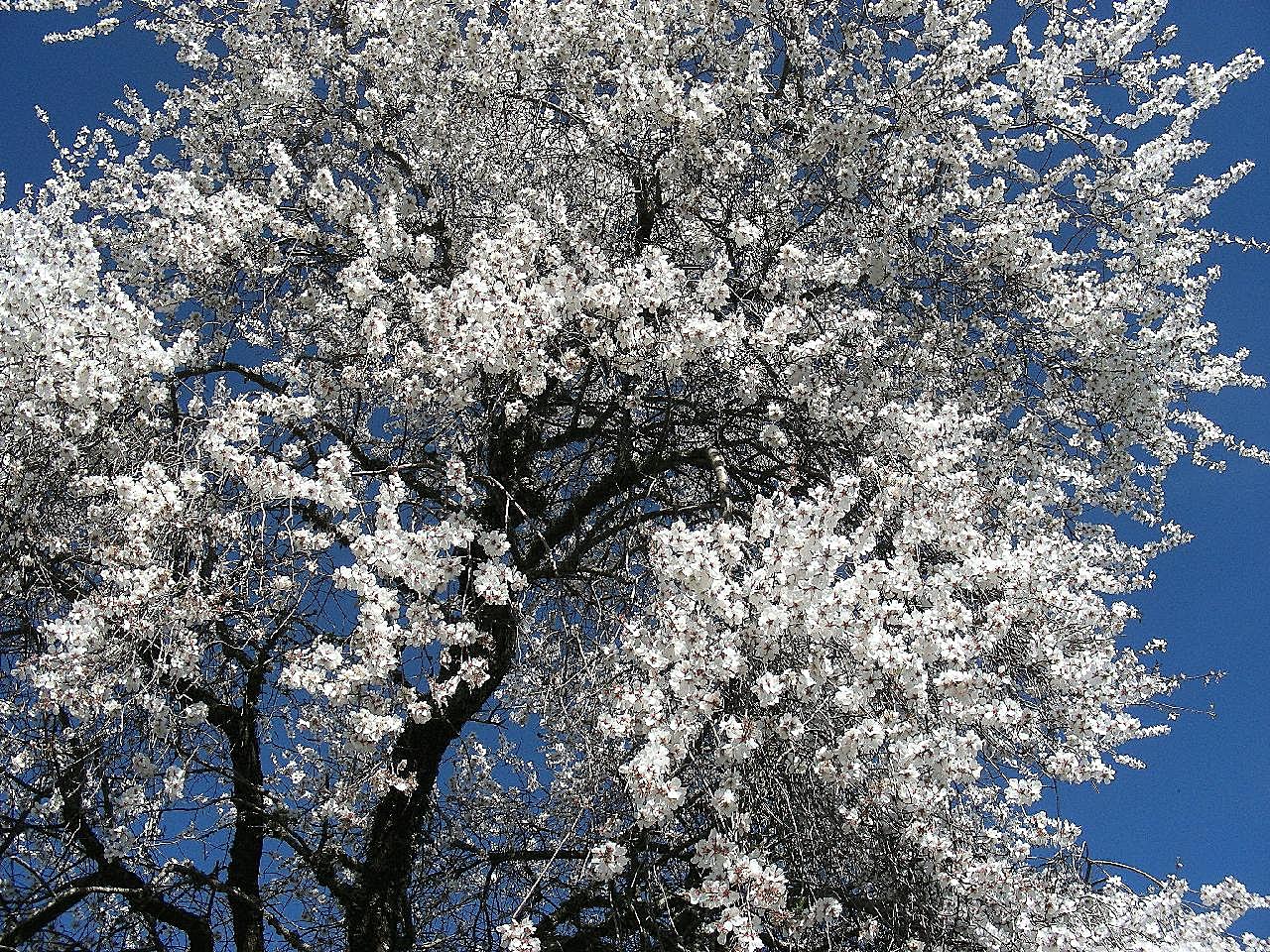 树开花图片摄影