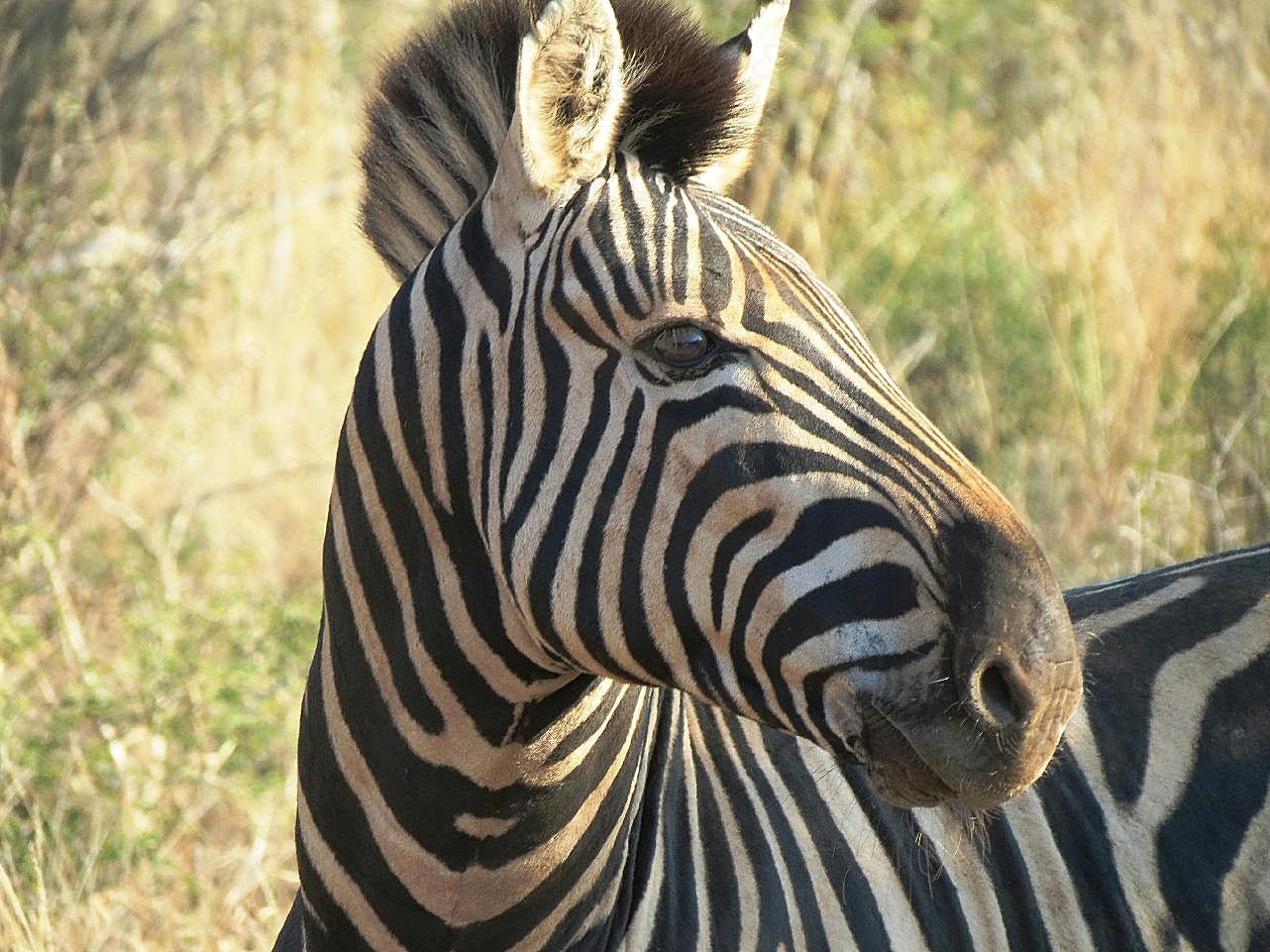 南非斑马头部特写图片动物图片