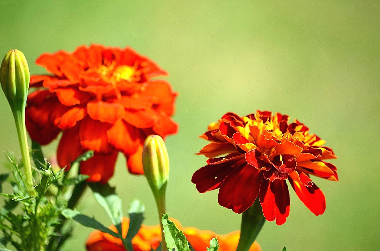 万寿菊图片菊花