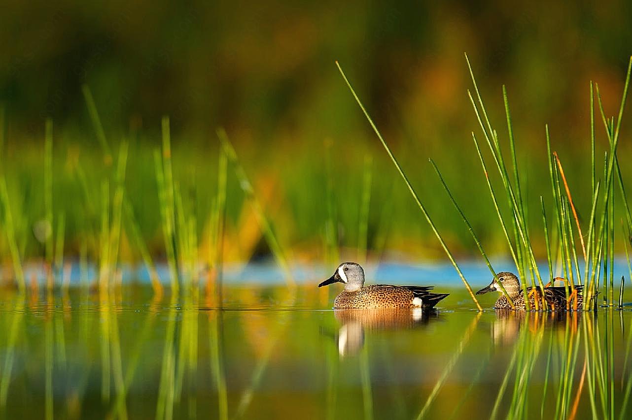 湖中鸭子浮水图片家禽
