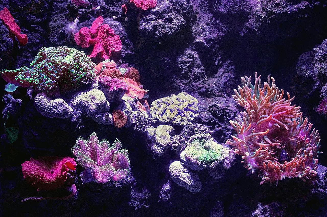 高清海底珊瑚图片摄影