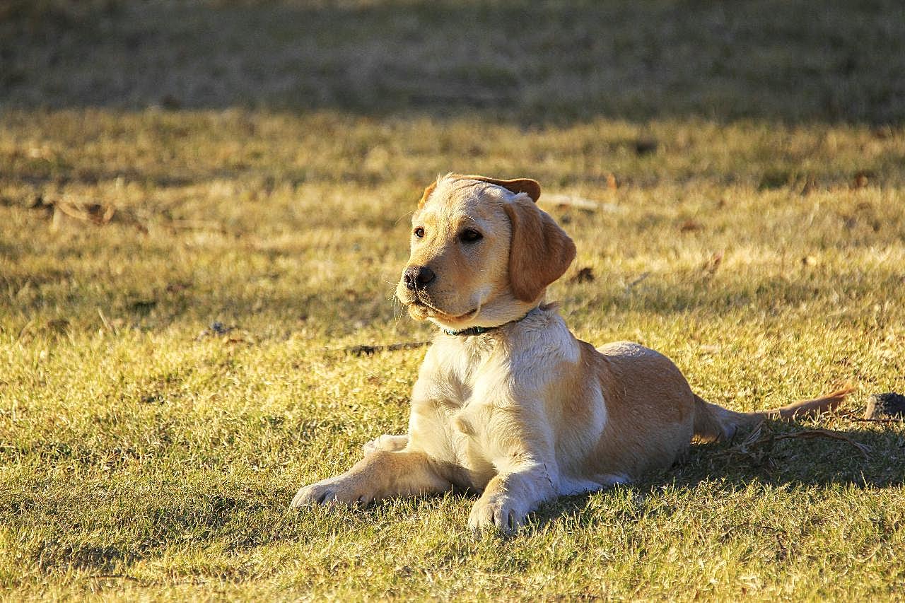 草甸金毛寻回犬图片摄影