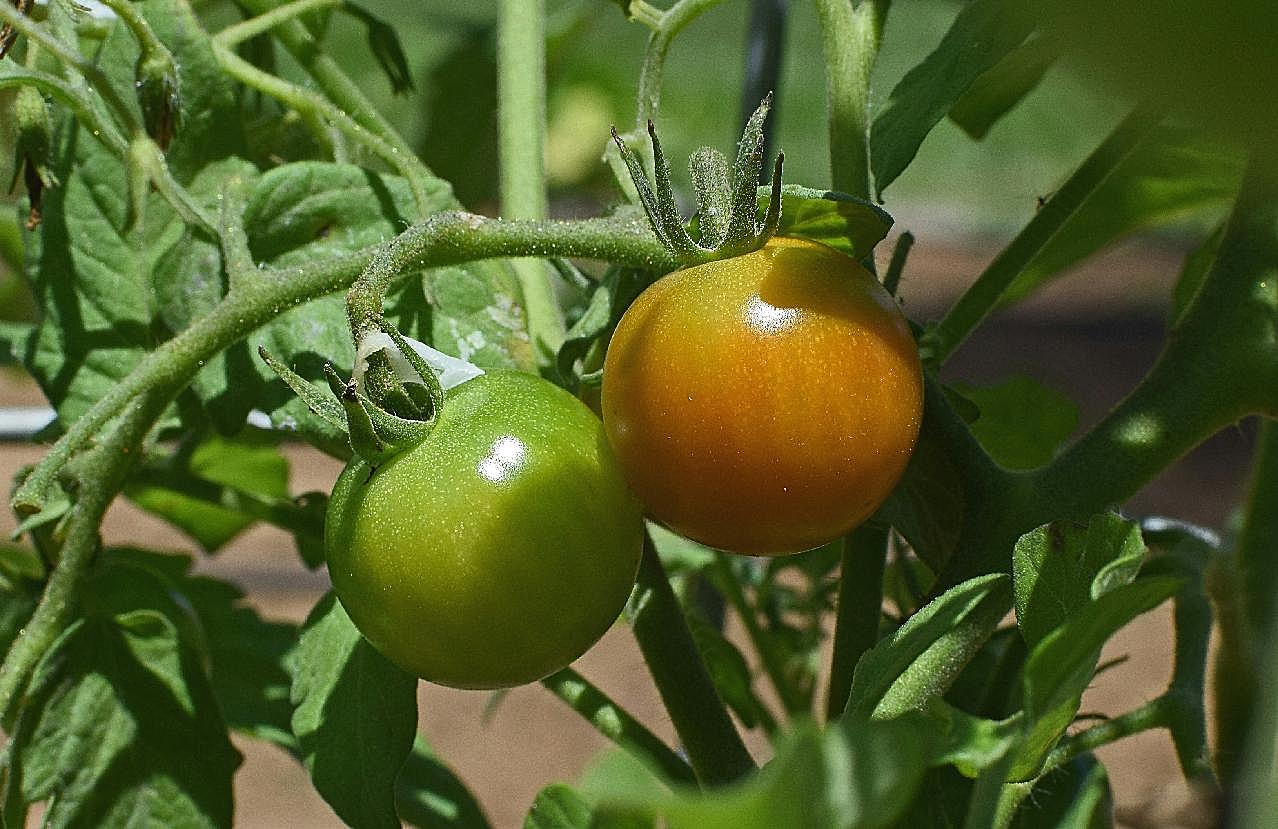 未成熟的西红柿图片摄影