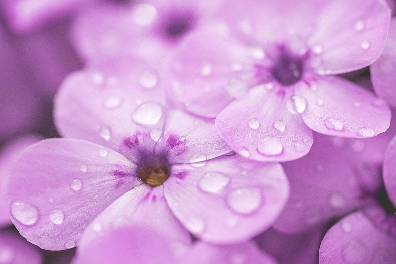 梦幻紫罗兰花朵图片花卉