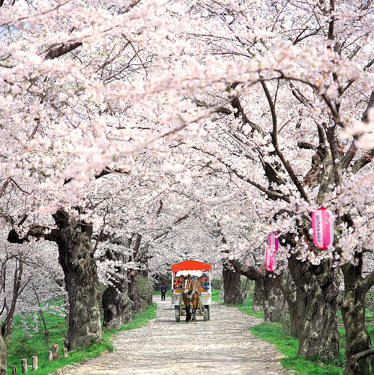 櫻花馬路美景图片樱花