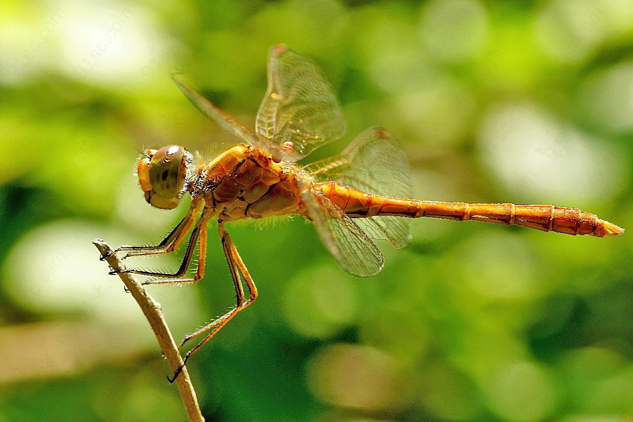 蜻蜓特写摄影素材昆虫