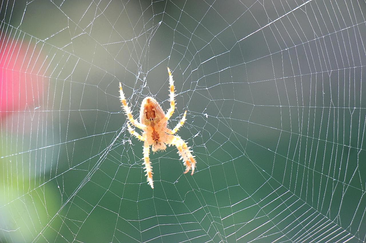知网的小蜘蛛图片摄影