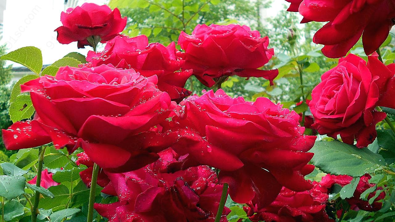 绽放灿烂红玫瑰图片玫瑰花