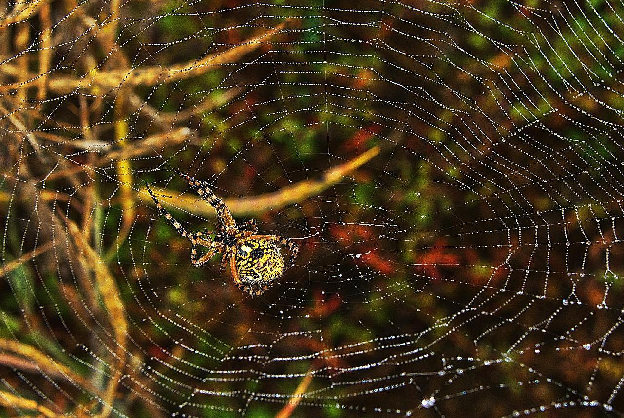 丛林蜘蛛网蜘蛛图片生物摄影
