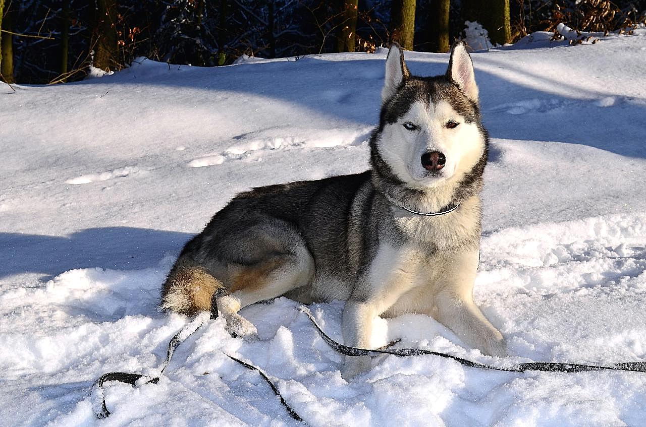 西伯利亚雪橇犬图片高清