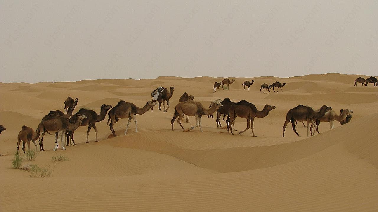 骆驼队图片沙漠