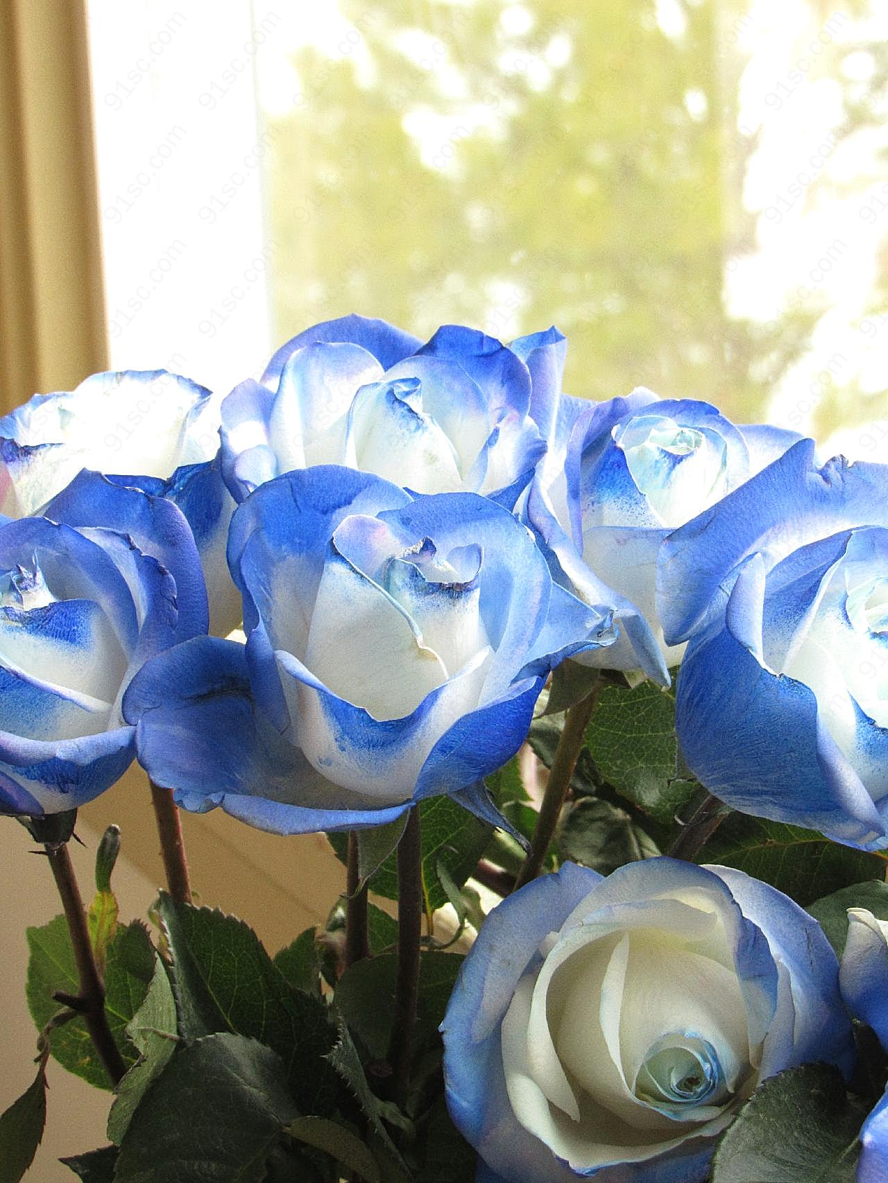 蓝玫瑰图片玫瑰花