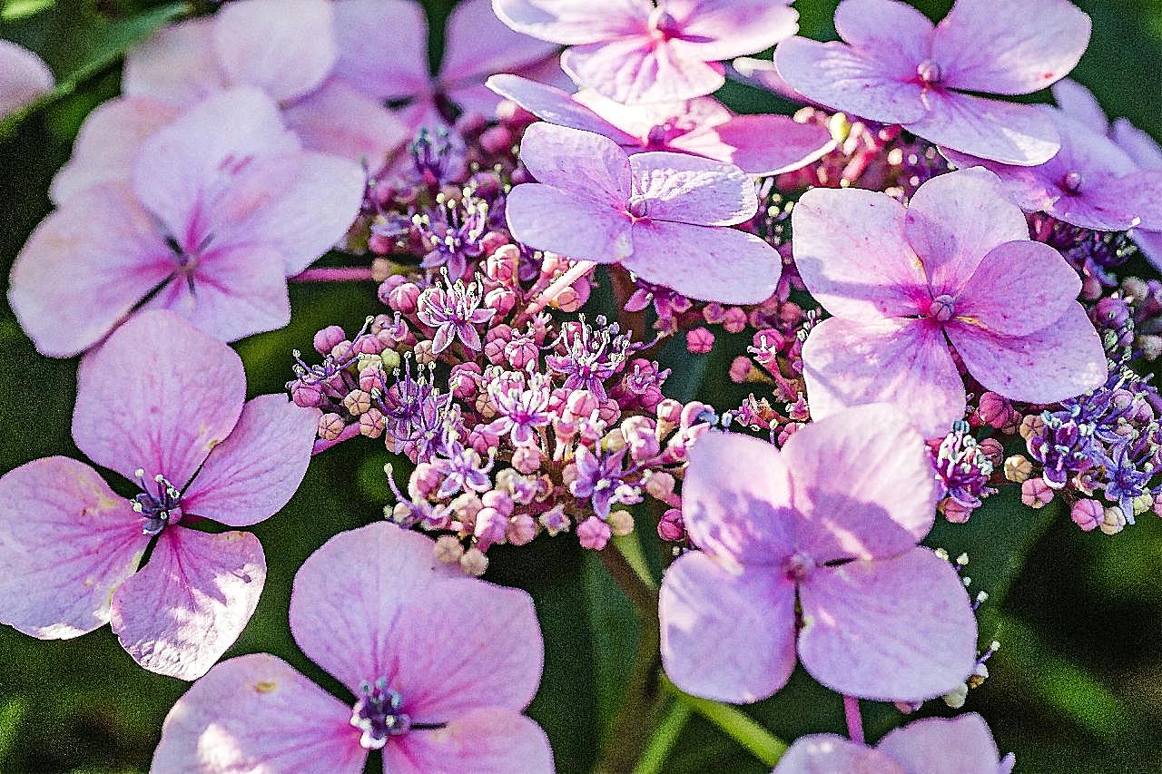 八仙花图片摄影高清