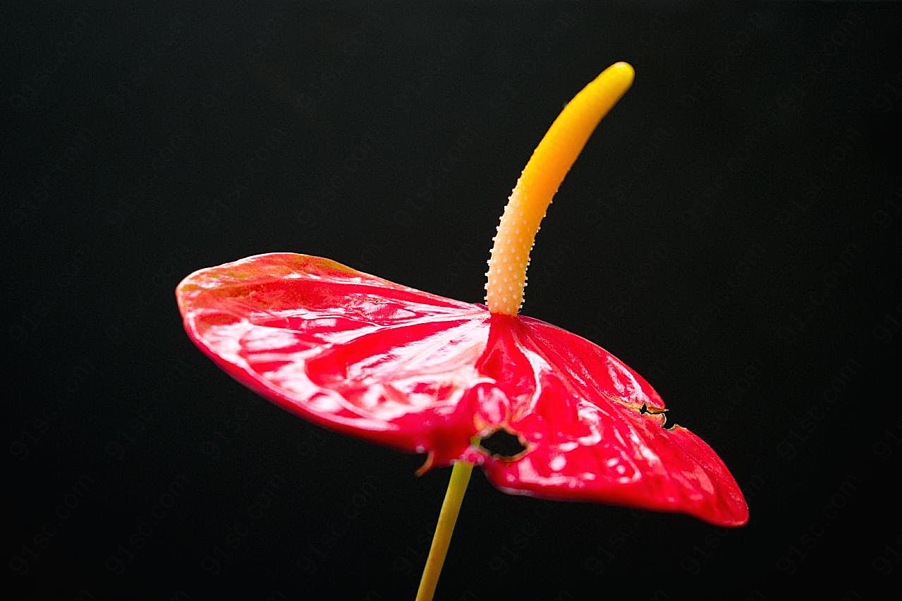 一支红掌花图片花卉