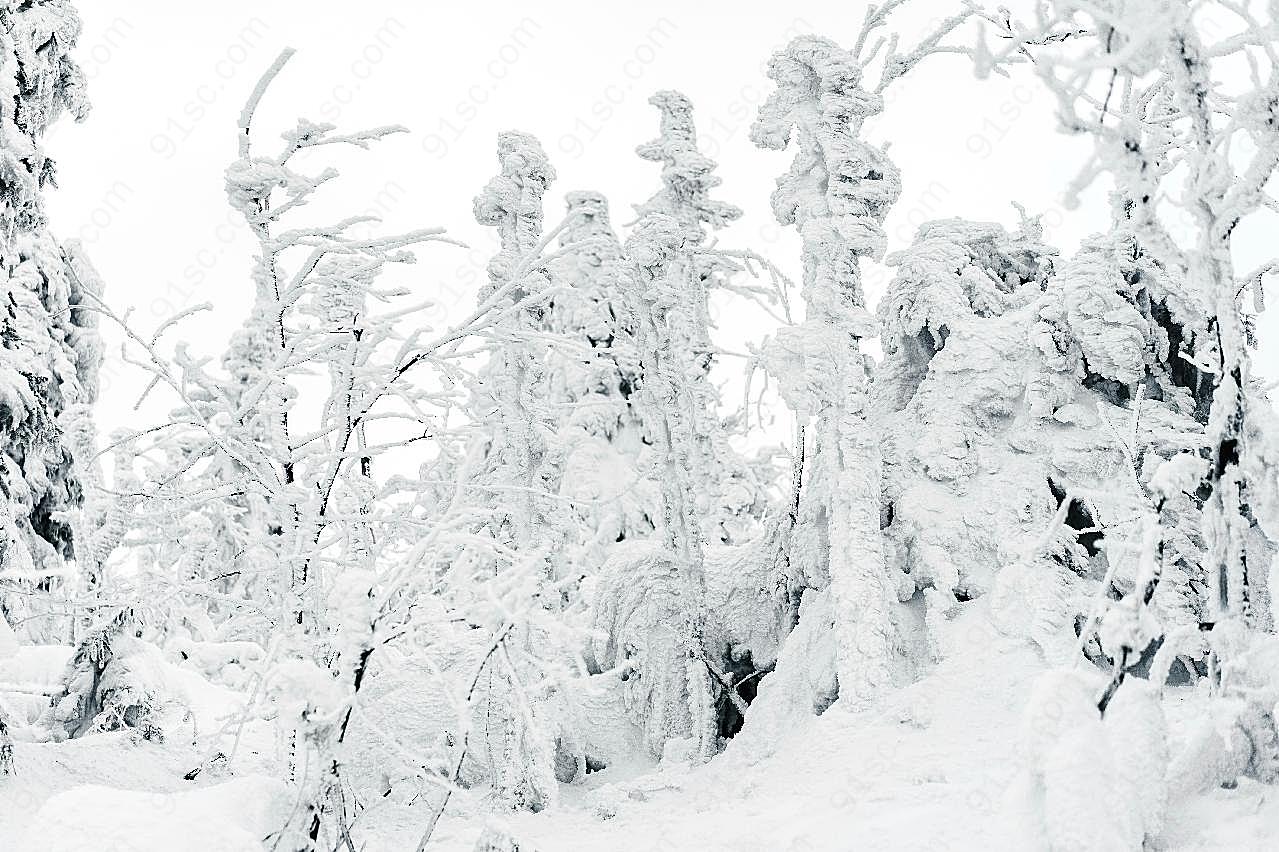 冬季白雪覆盖的景色图片高清