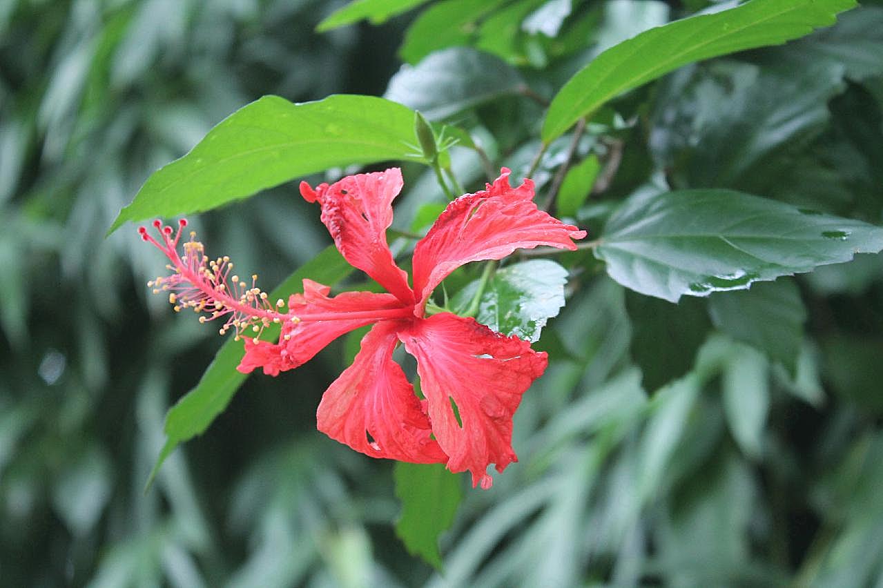 木槿花朵图片花卉