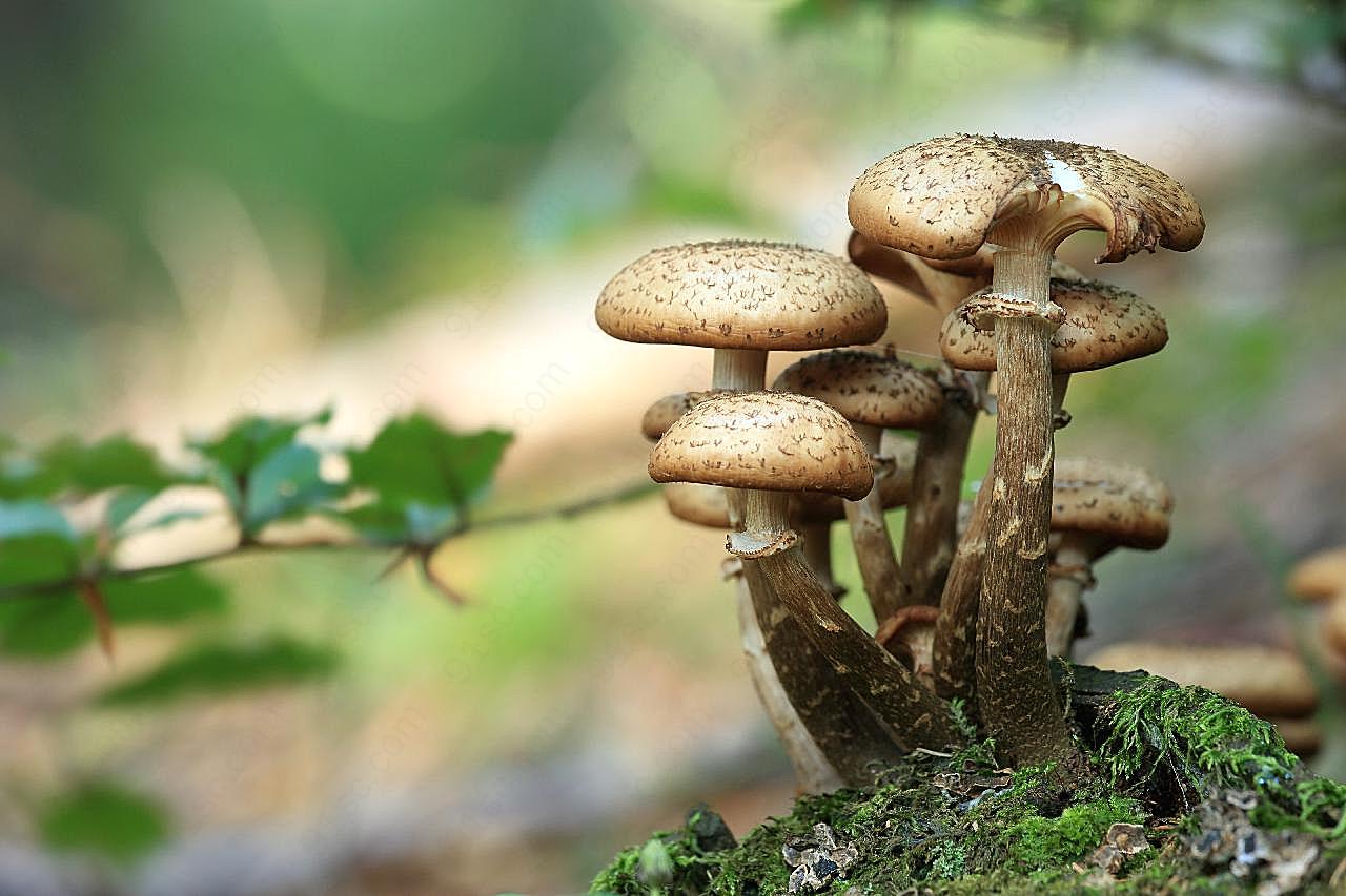 野生真菌图片美食摄影