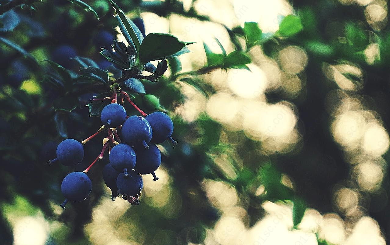 树上成熟蓝莓图片高清