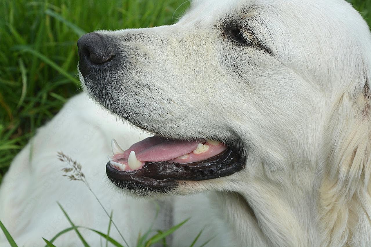 高清金毛犬图片摄影