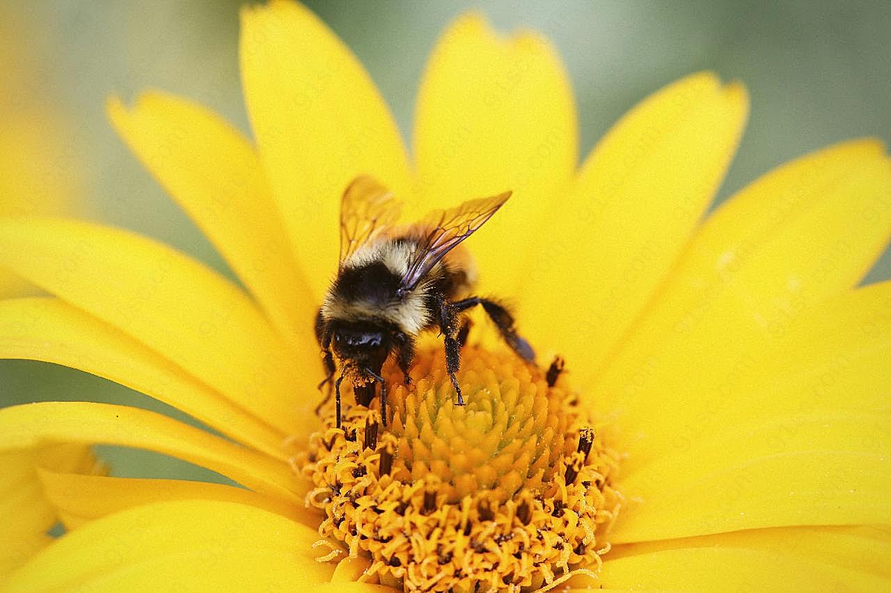 蜜蜂采蜜图片素材摄影
