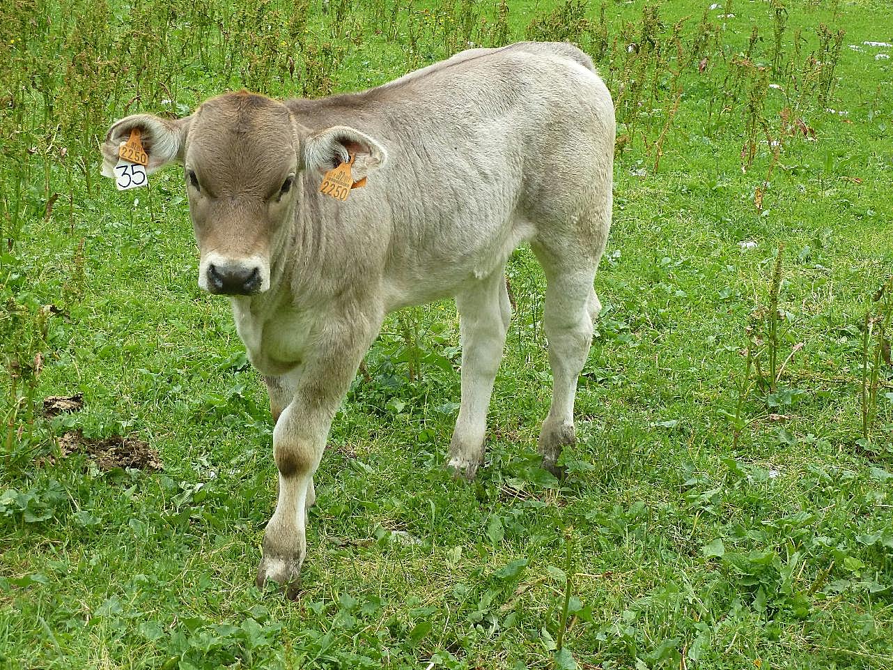 草地小奶牛图片摄影