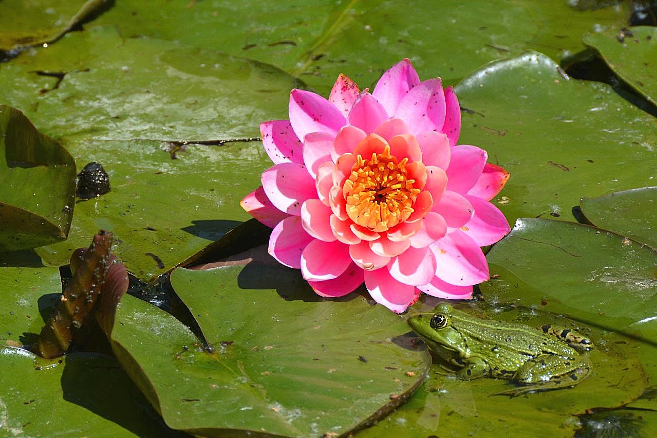 池塘睡莲花花朵图片摄影