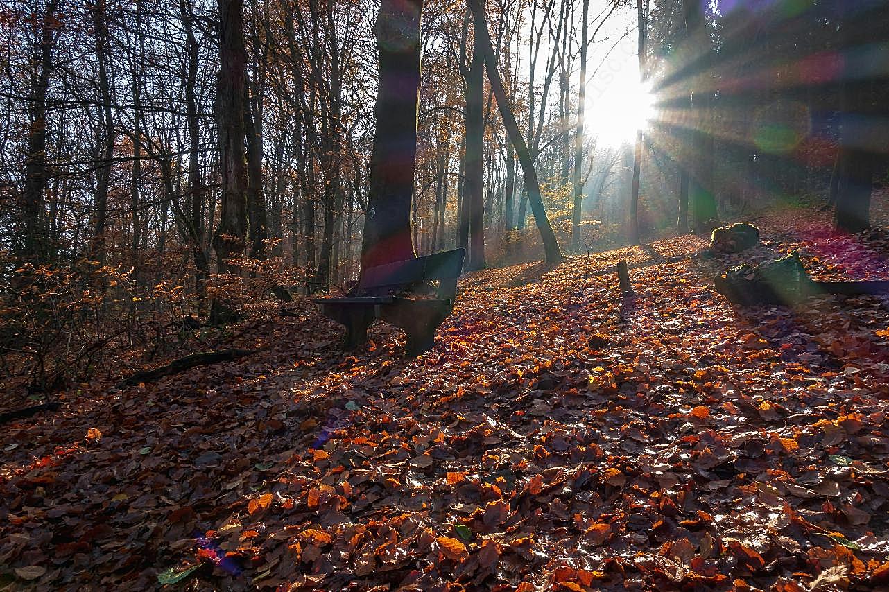 秋季阳光照射森林图片风景